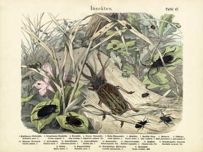 Insectos, c.1860 de German School